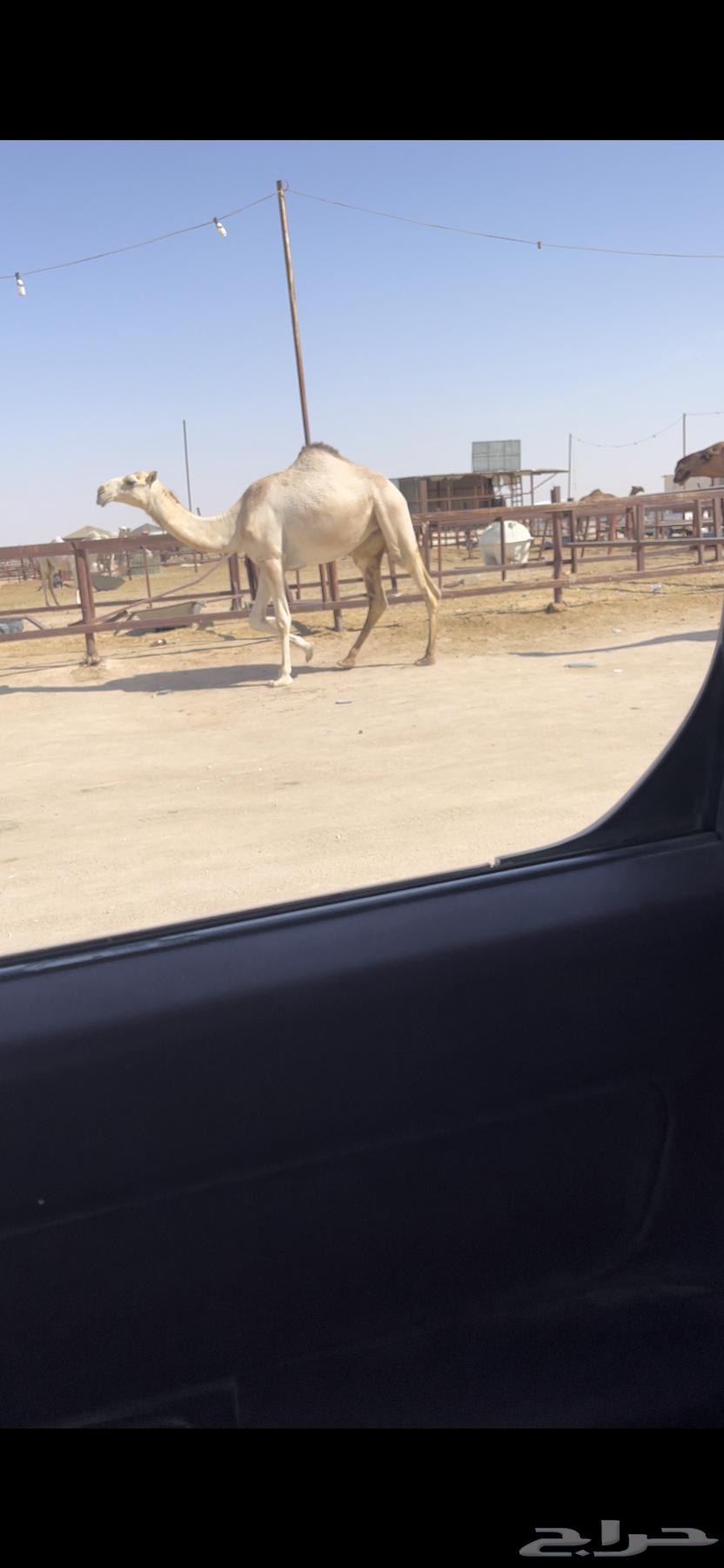 Bakra Kafou (Sold)64425003772801110