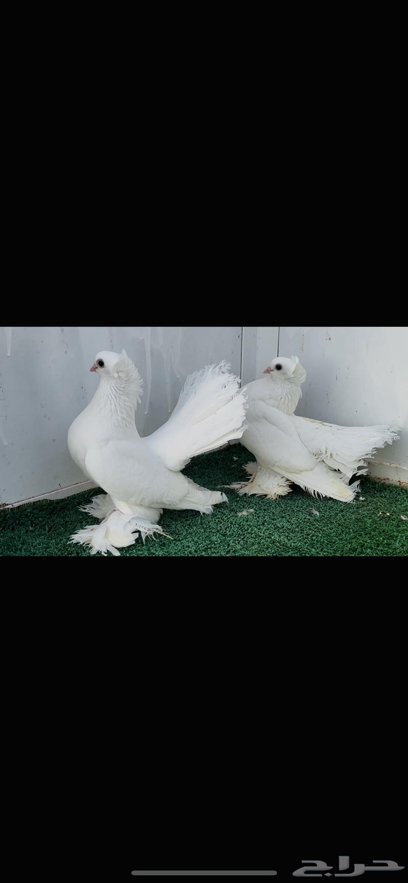 زوج كرنقو ابيض صك64420512914819110