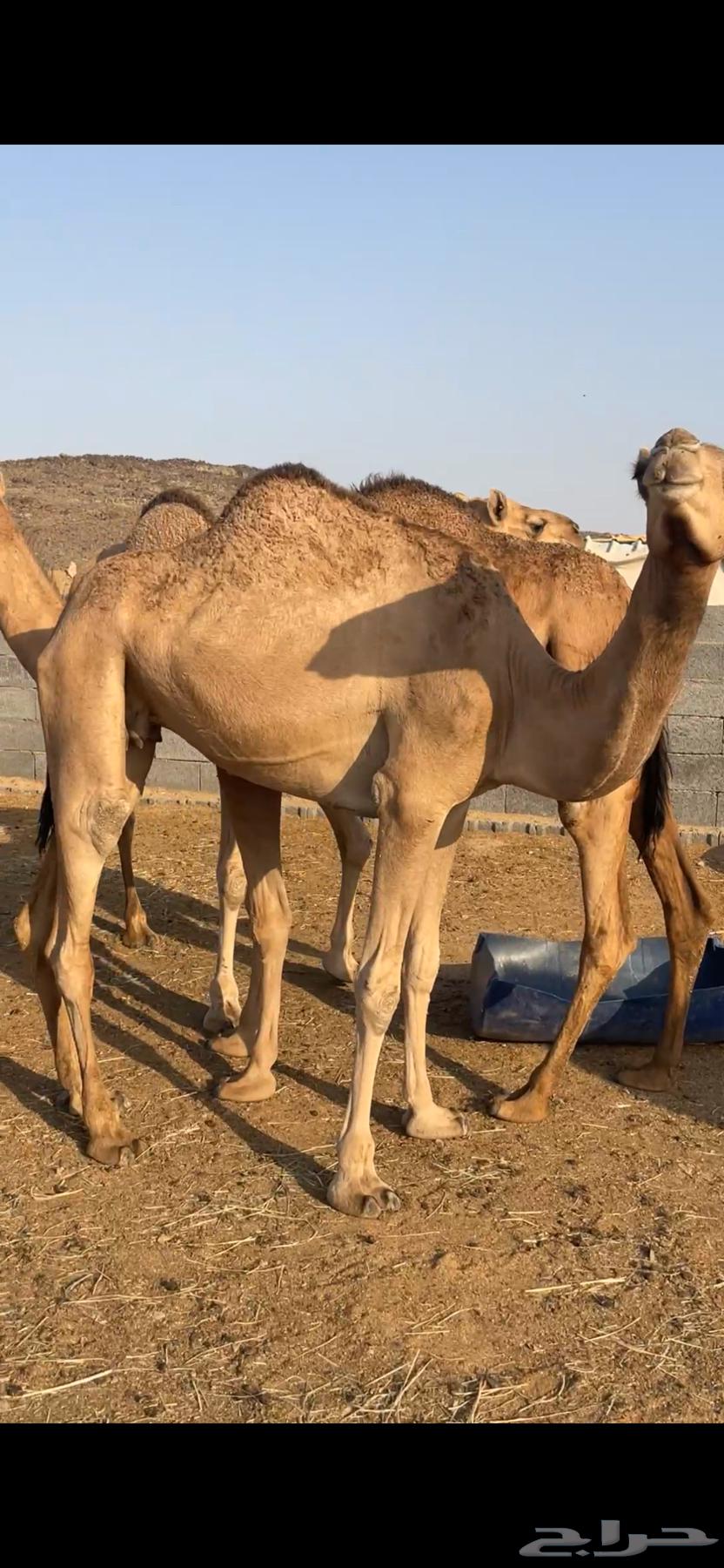 نياق للبيع64424788595459112