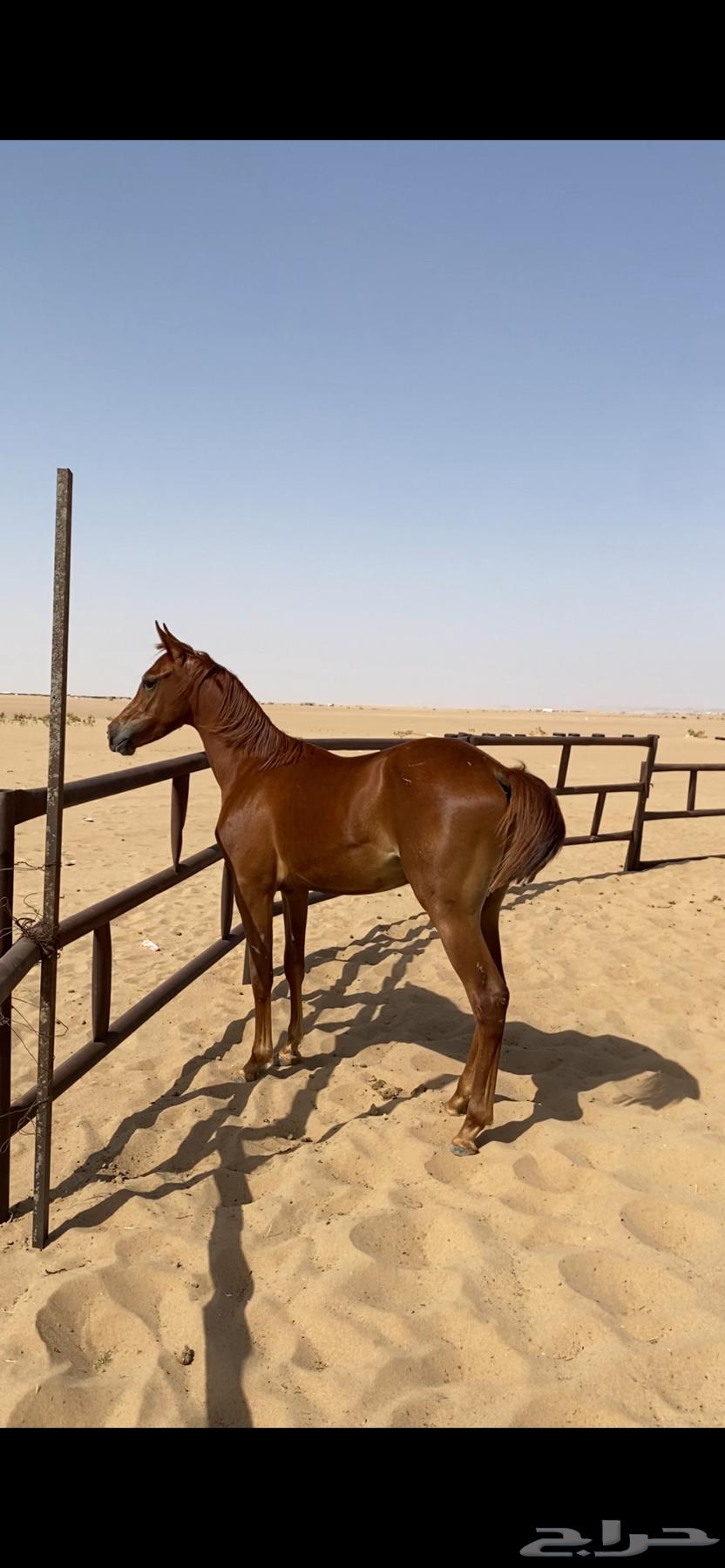 للبيع مهر اشقر ولد عناد الرشيم64421513210625110