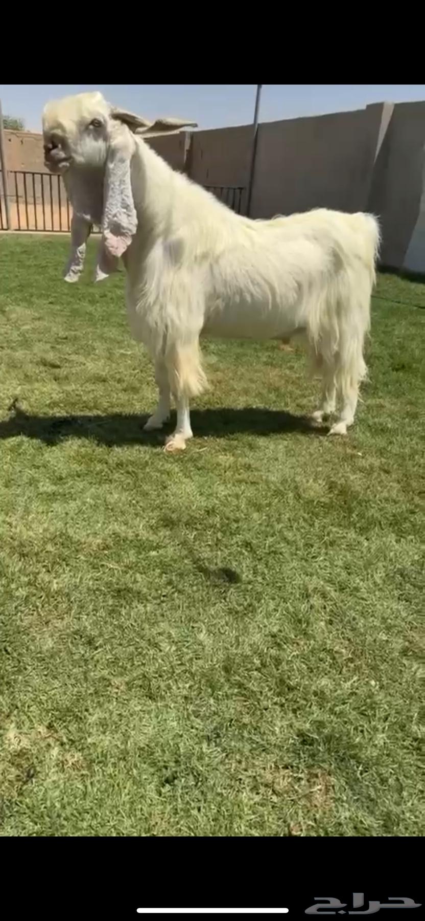 تيس مطور نااادر(تم البيع)64424347697537110