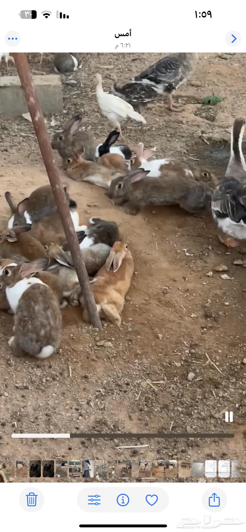 Rabbits64422340533250112