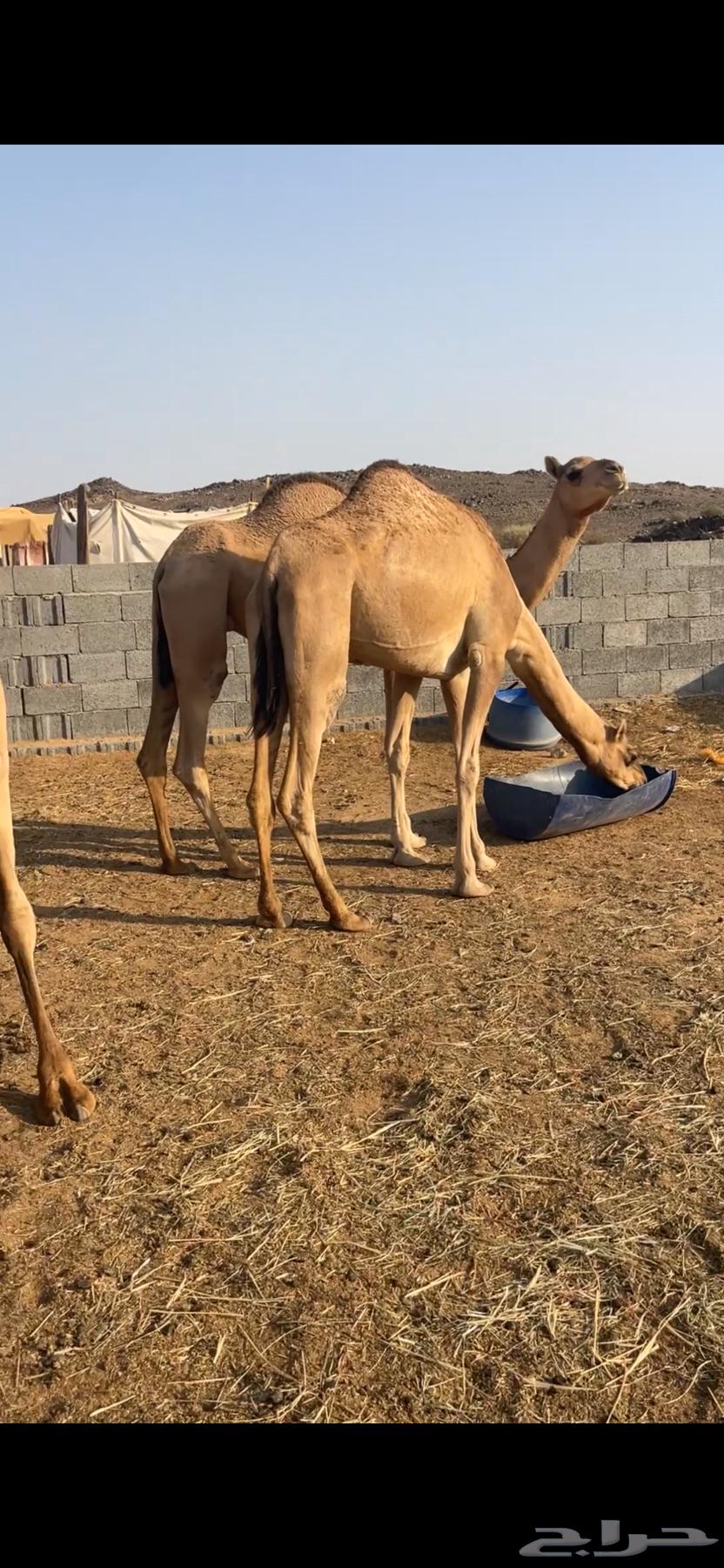 نياق للبيع64424788595459111