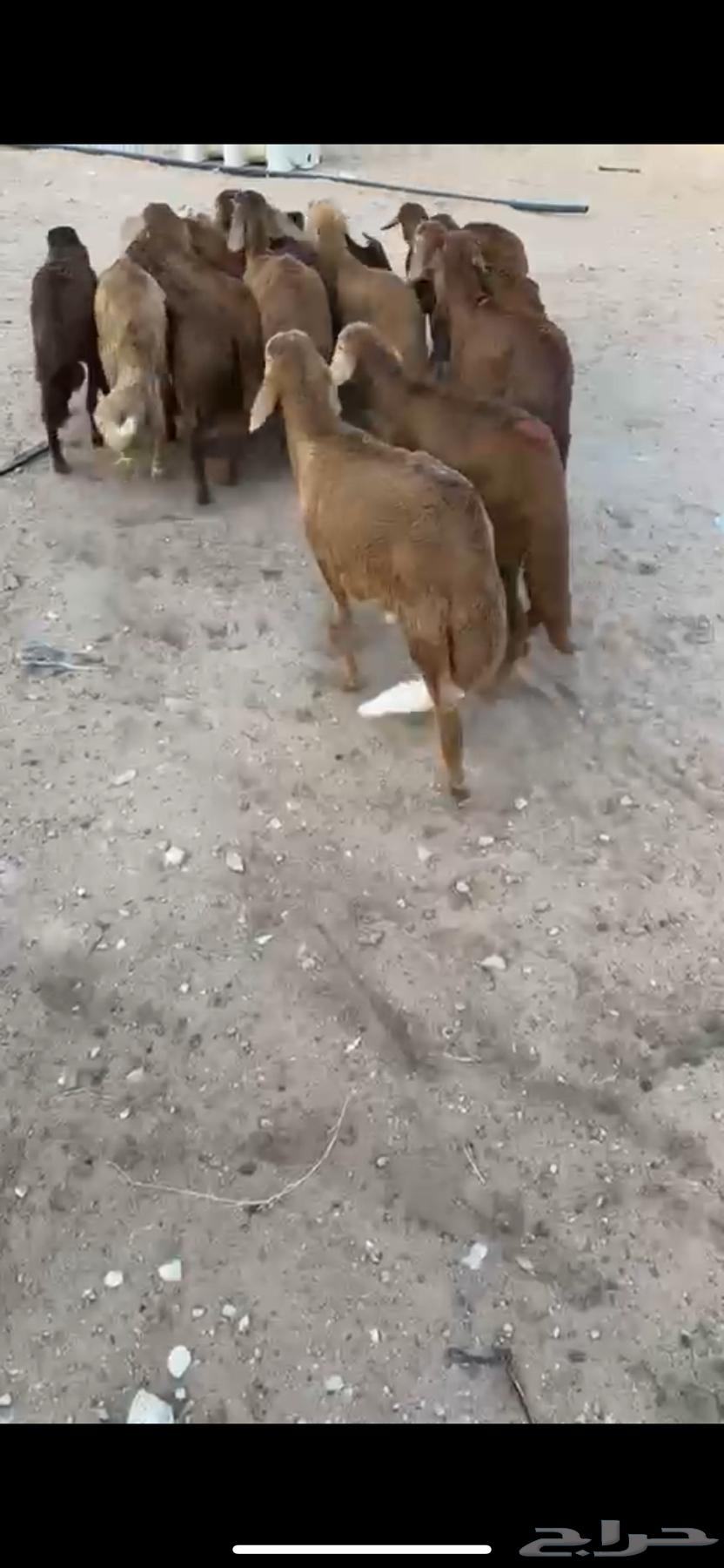 For sale, Hemery sheep (Sold)64422205359489111