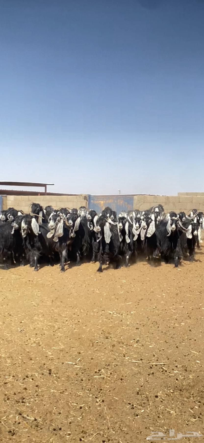 Goats for sale of a specific breed64423730240515110