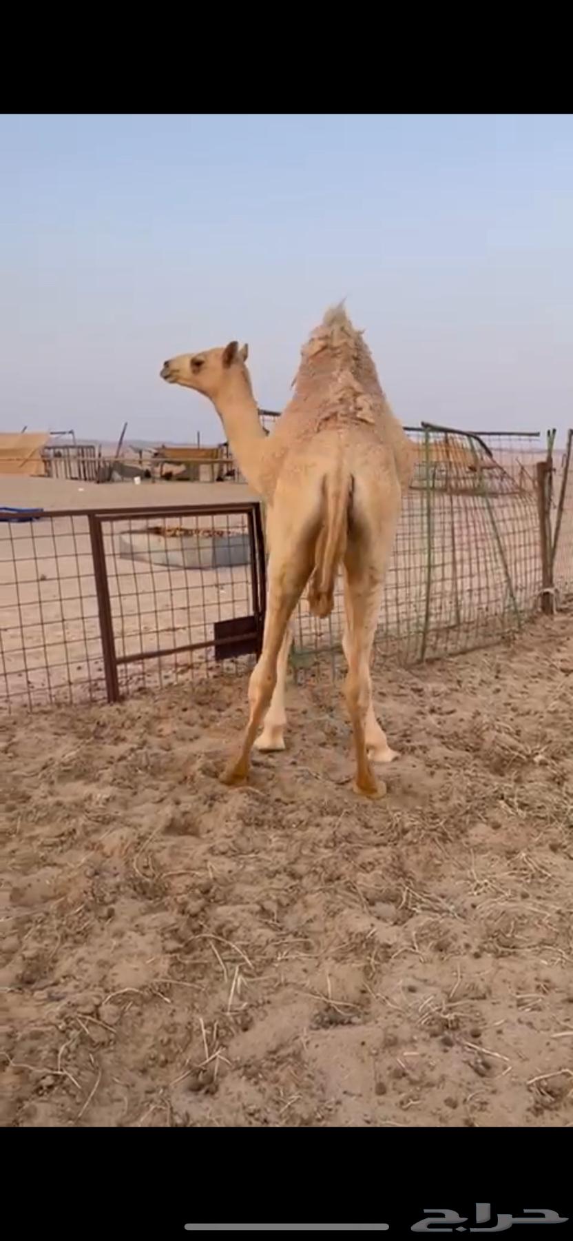 Local sitting set for sale unfolded64425730827650112