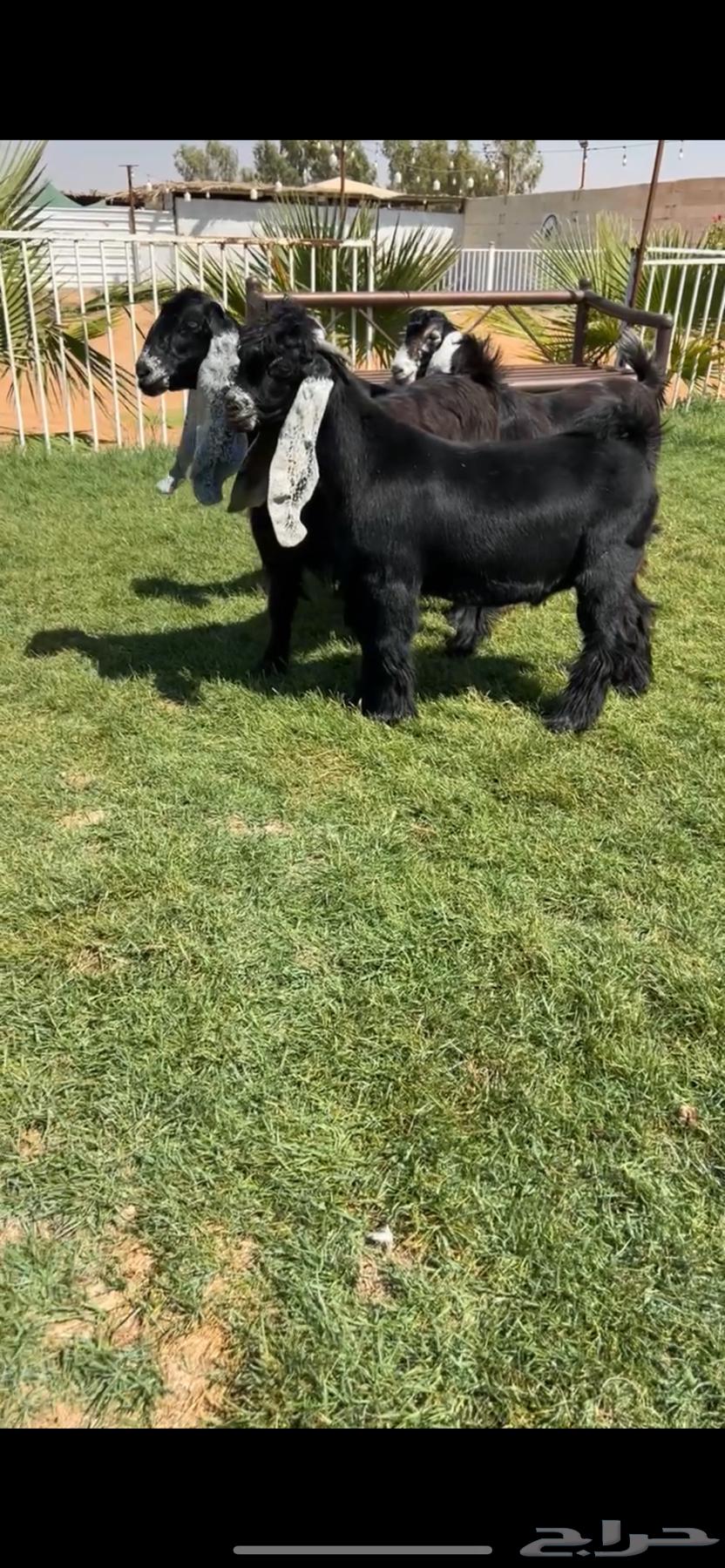 للبيع جفرات عوارض بفحلهن خصصصم تم البيع64421852212227110