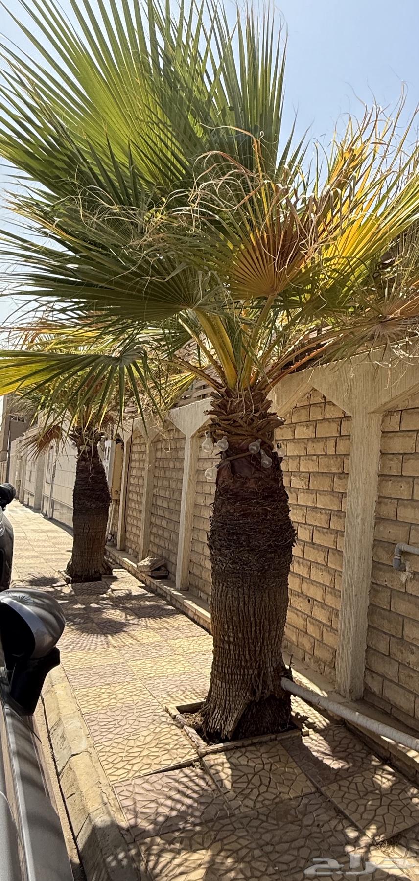 Washingtonian palm trees, Washingtonia Palm, two for sale64422205312130111