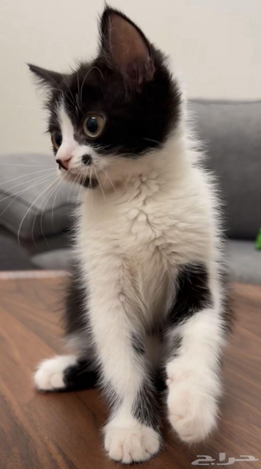 قط ذكر عمره 3 اشهر64423213884801110