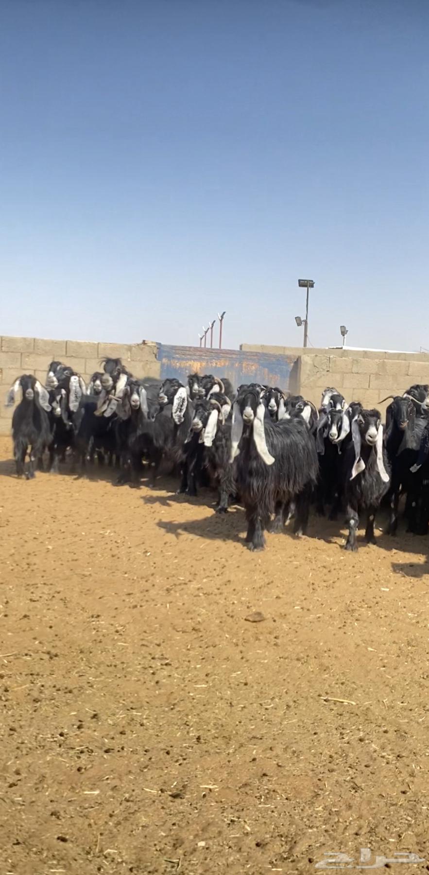 Goats for sale of a specific breed64423730240515111