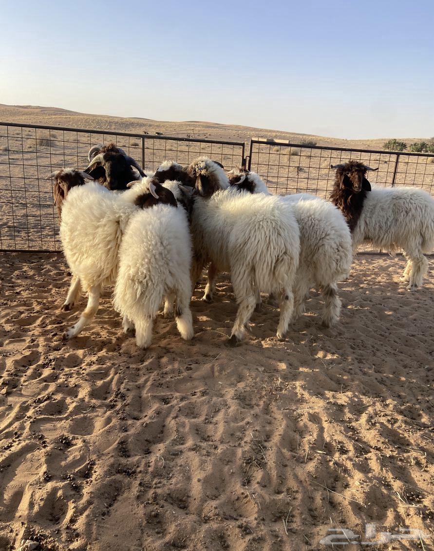 ذبايح للبيع64422625967233111