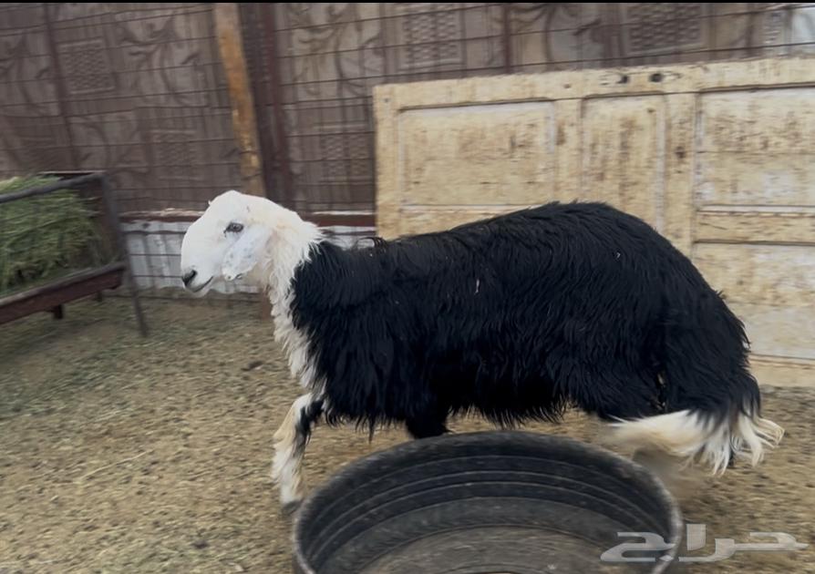 للبيع خروف نجدي جبر شحم فل64425690589315110