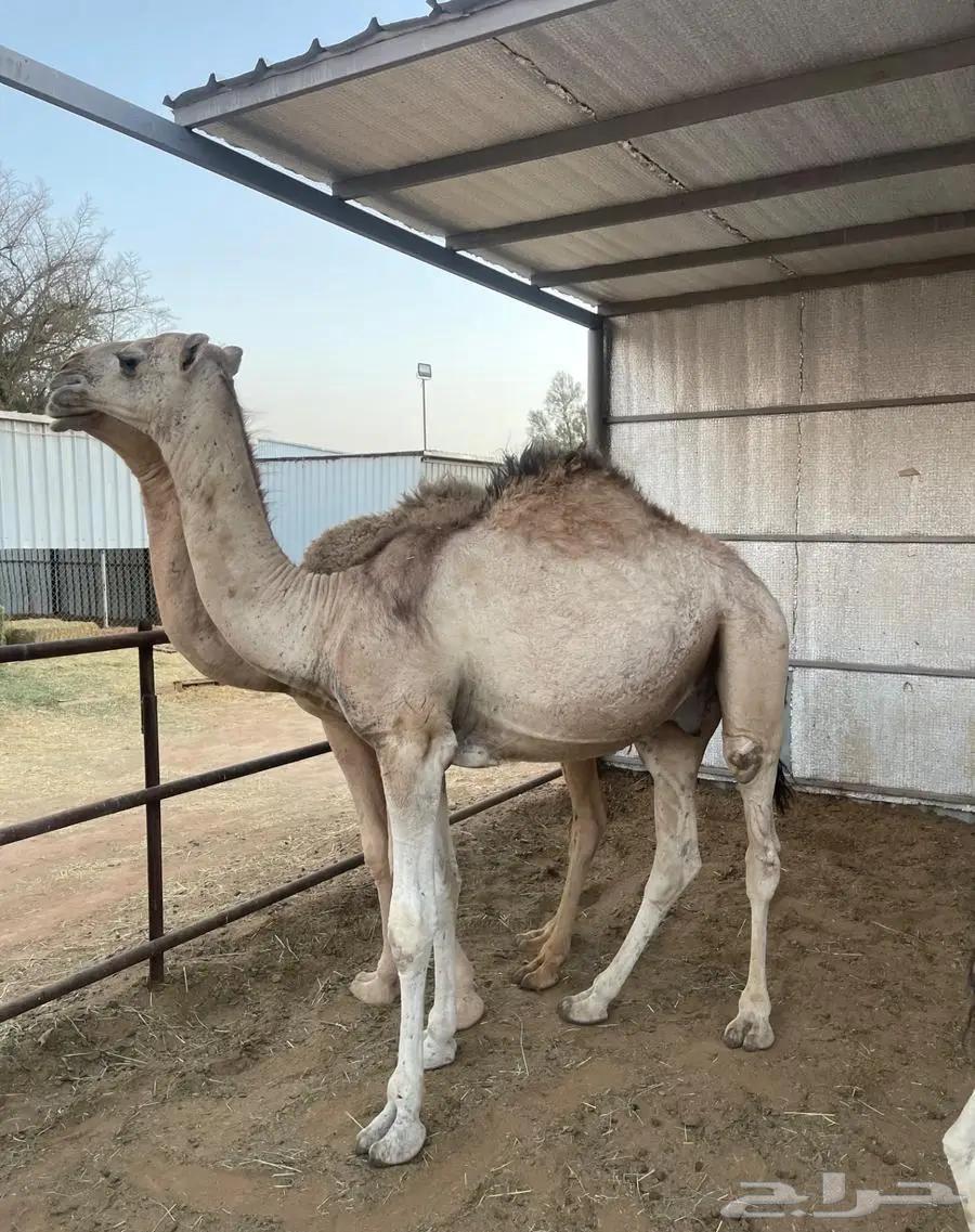 حشو للبيع مفاريد طيبة64423038143875110