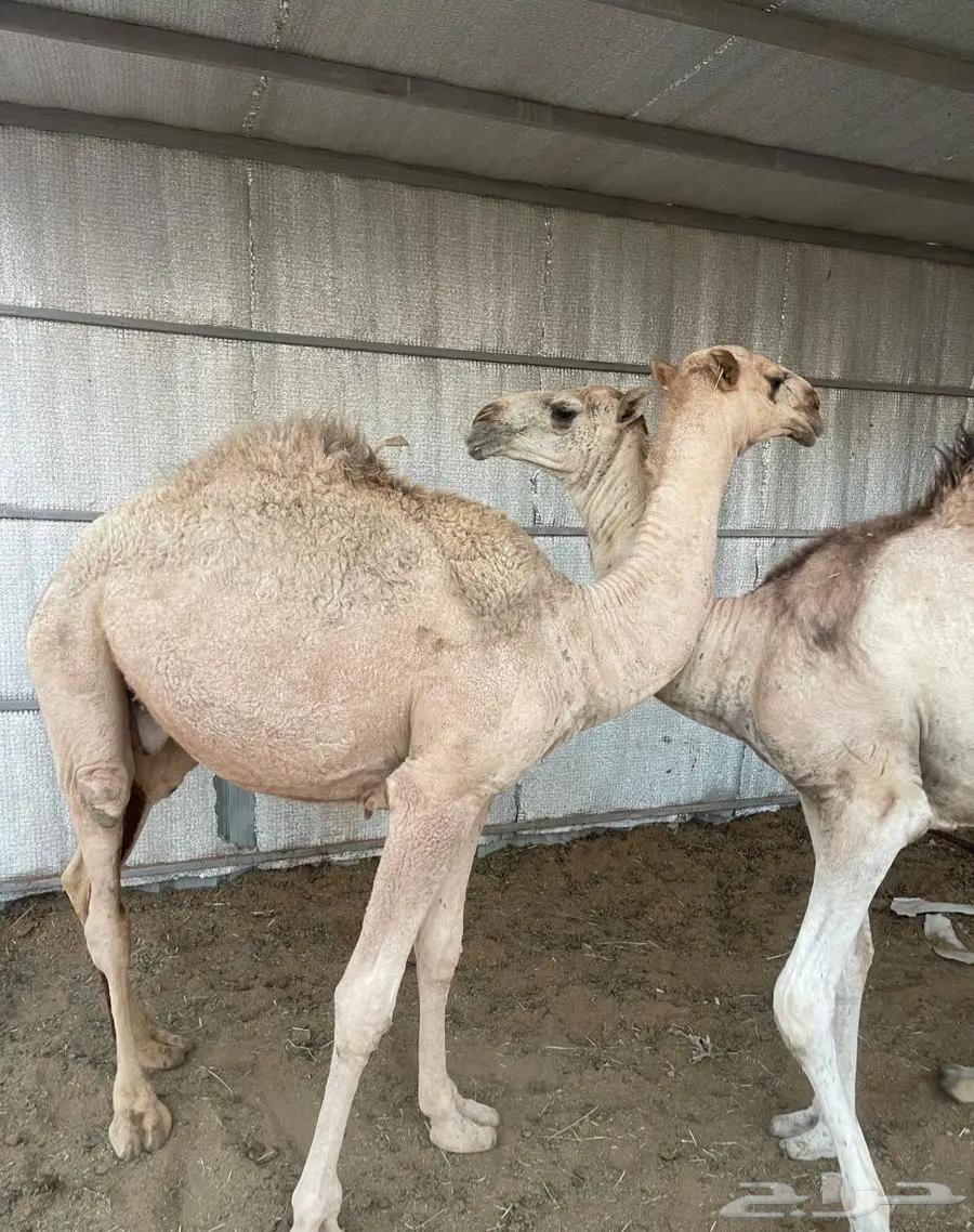 حشو للبيع مفاريد طيبة64423038143875111