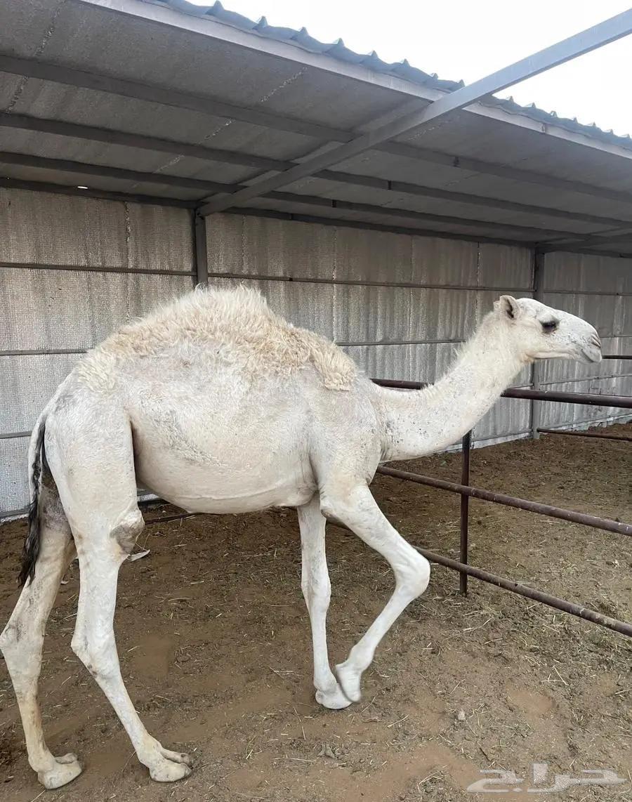 حشو للبيع مفاريد طيبة64423038143875112