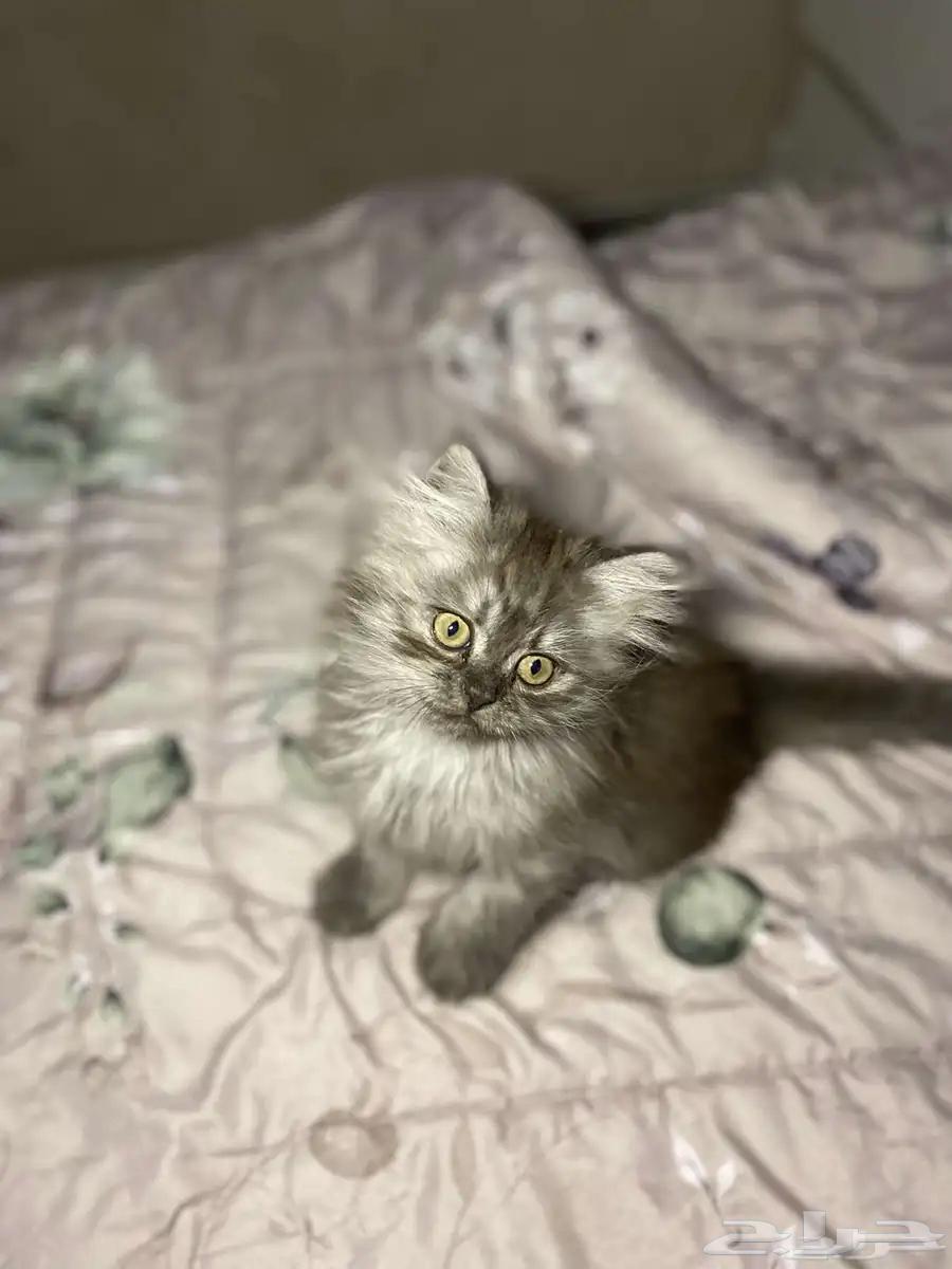 Cute, clean, and gentle Shirazi kittens, each for 35064422653462531110