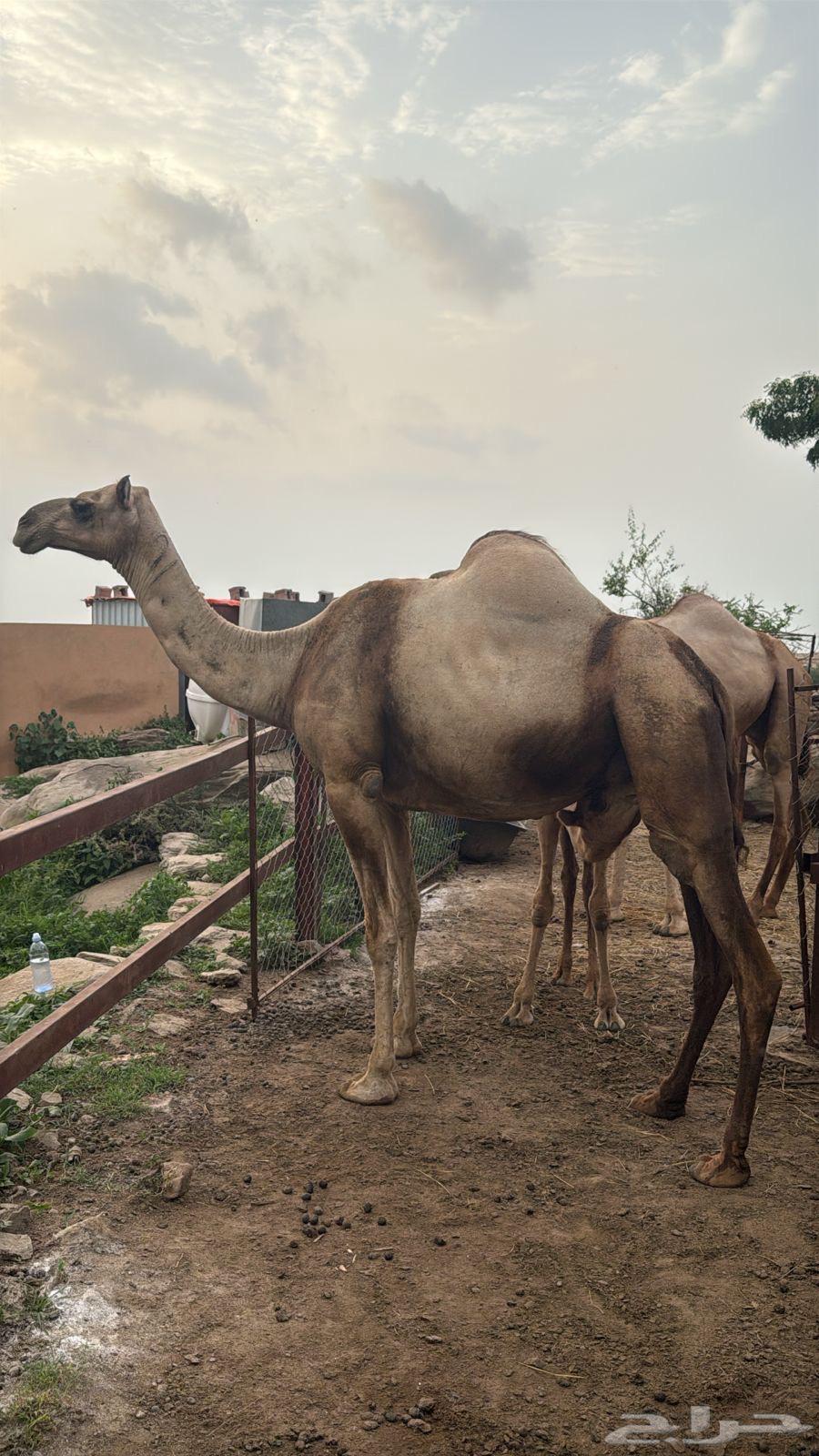 ناقه عاديه للبيع64423931114499112