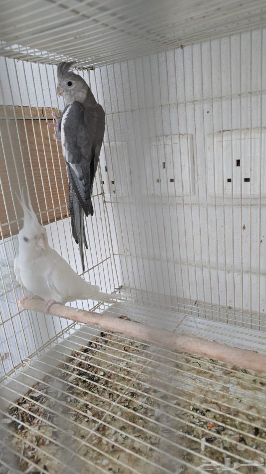 Crown pair producing with condition and two new eggs, God bless everyone64420418194562110