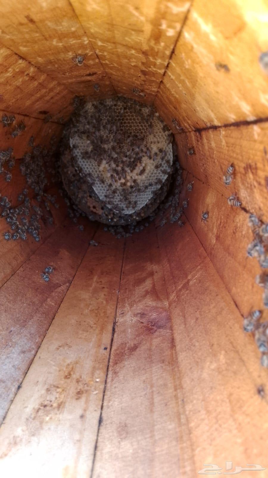 نحل بلدي كفو64424159240963110