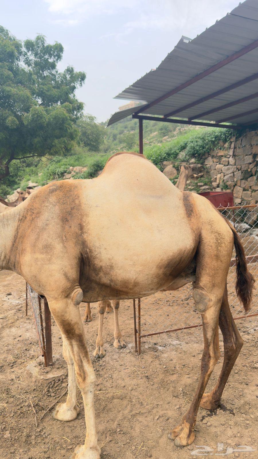 ناقه عاديه للبيع64423931114499114