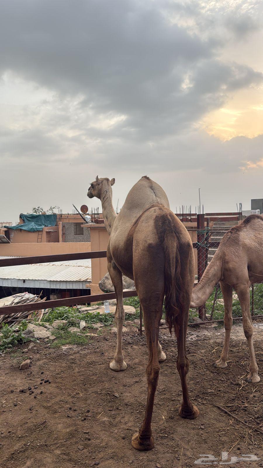 ناقه عاديه للبيع64423931114499113