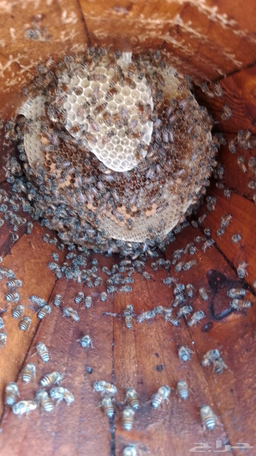 نحل بلدي كفو64424159240963111