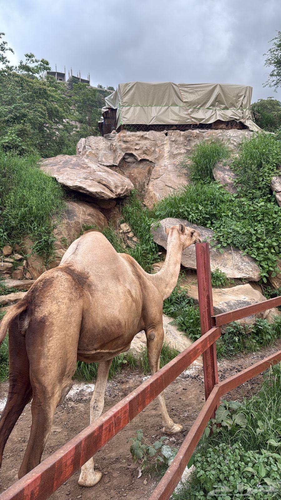 ناقه عاديه للبيع64423931114499110