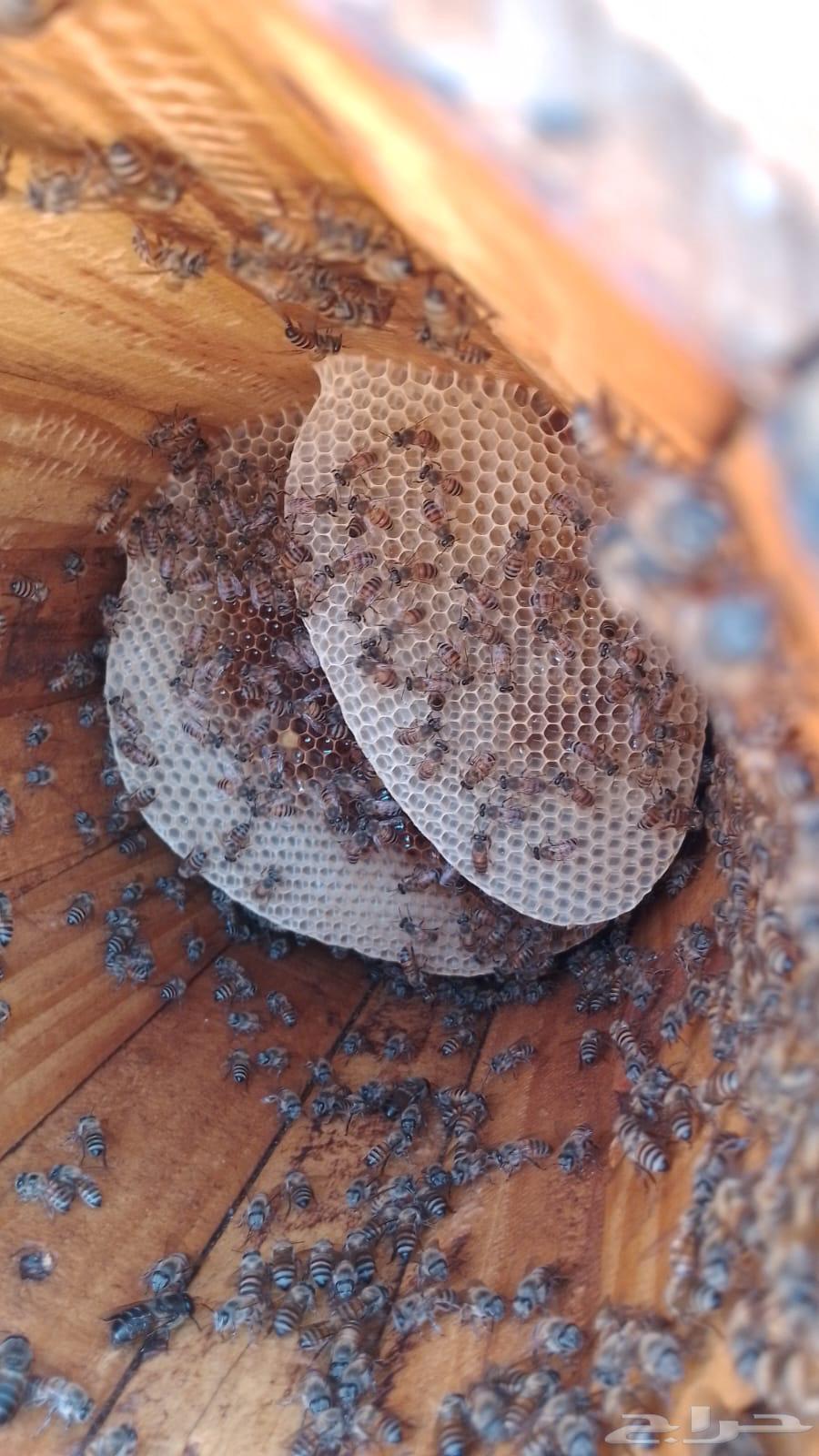 نحل بلدي كفو64424159240963112
