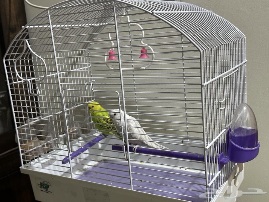 عصافير بادجي للبيع ذكر وانثى64424132495489111