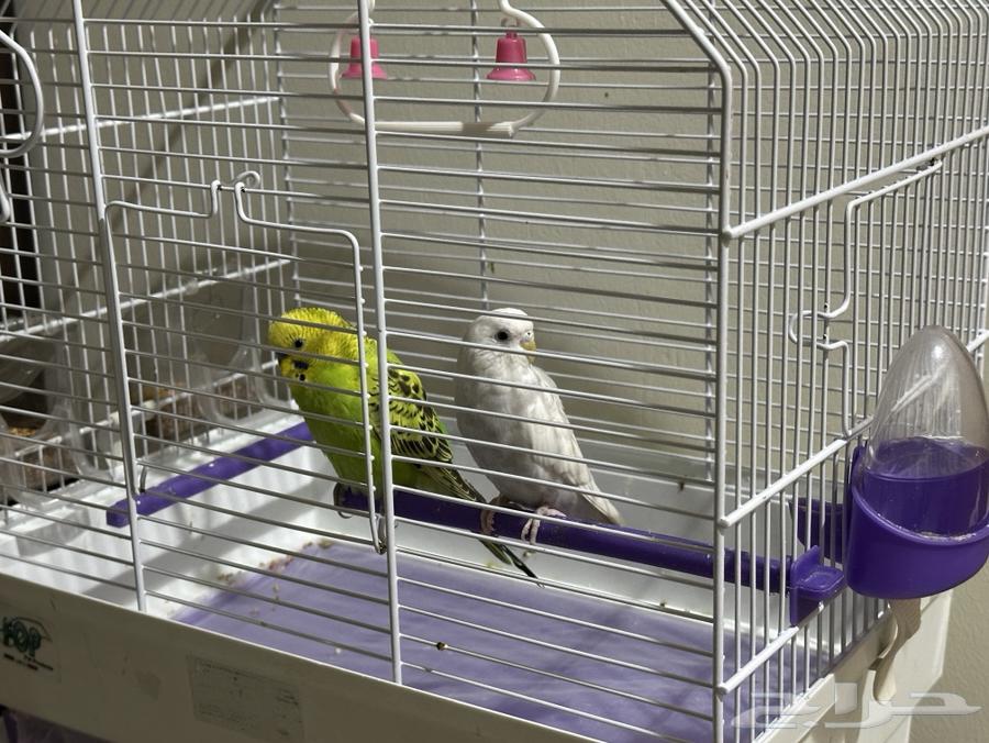 عصافير بادجي للبيع ذكر وانثى64424132495489110