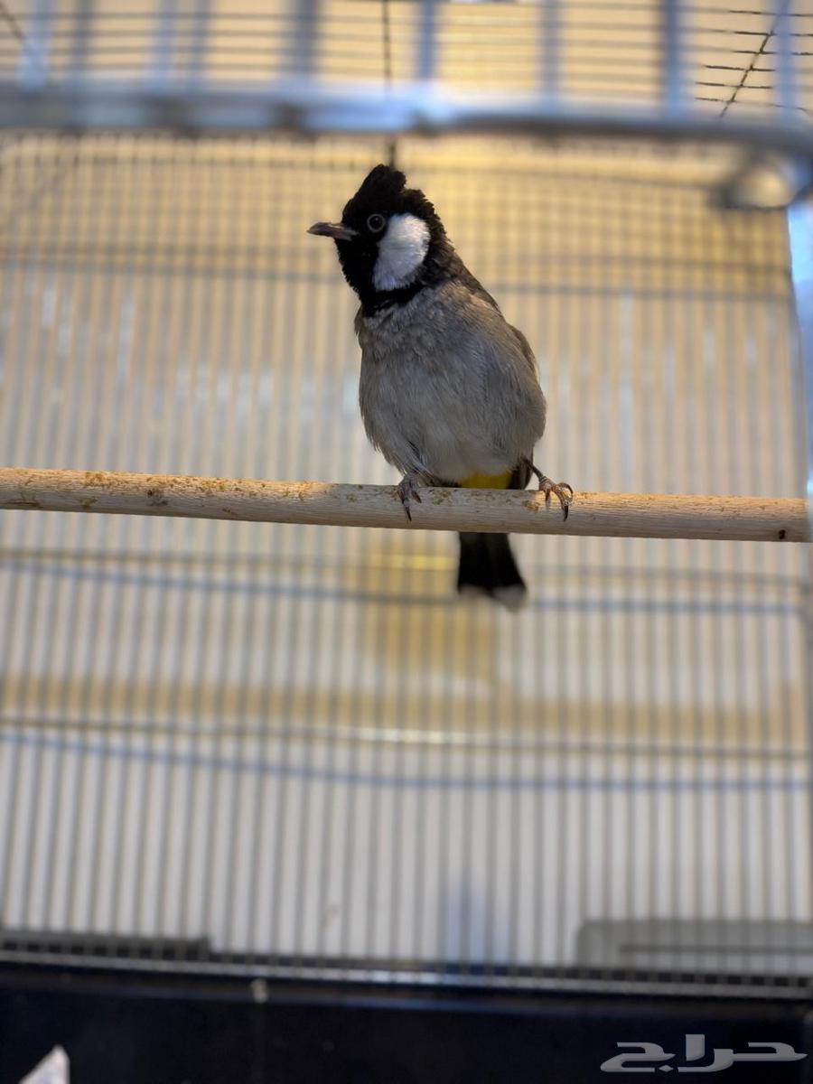 بلابيل اليفه64419577951875113