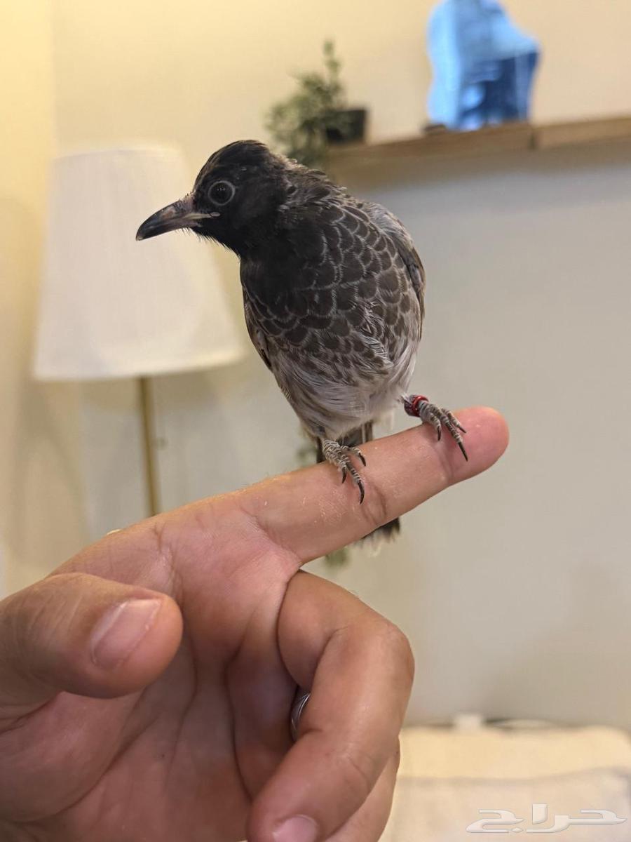 بلابيل اليفه64419577951875114