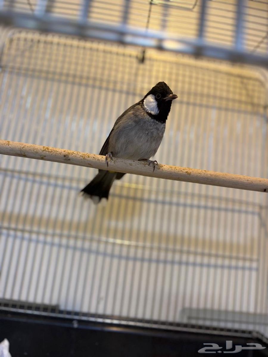 بلابيل اليفه64419577951875110