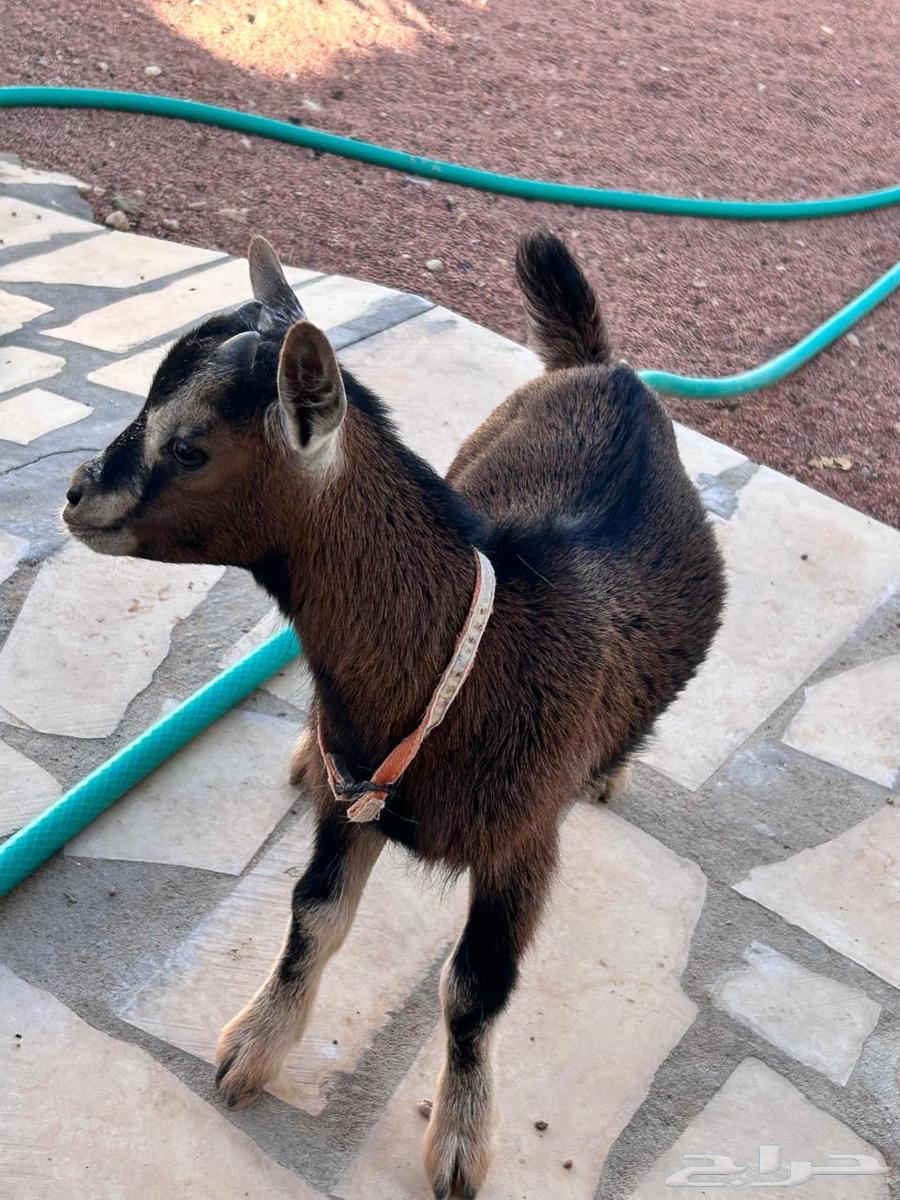 Tayos64423676616451111