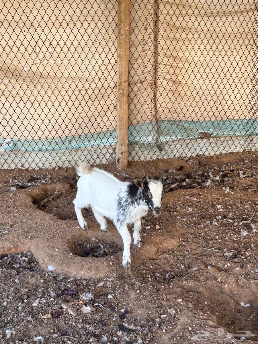 Tayos64423676616451112