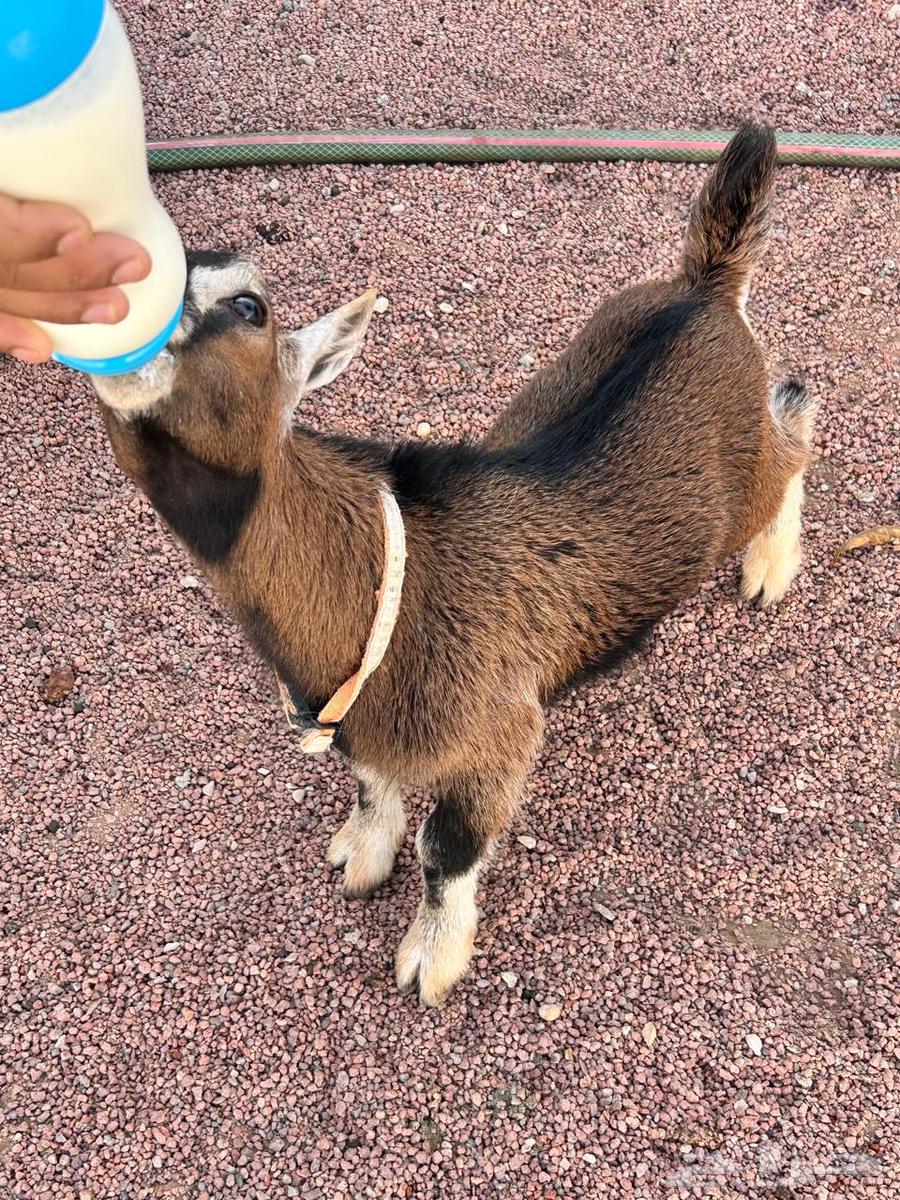 Tayos64423676616451110