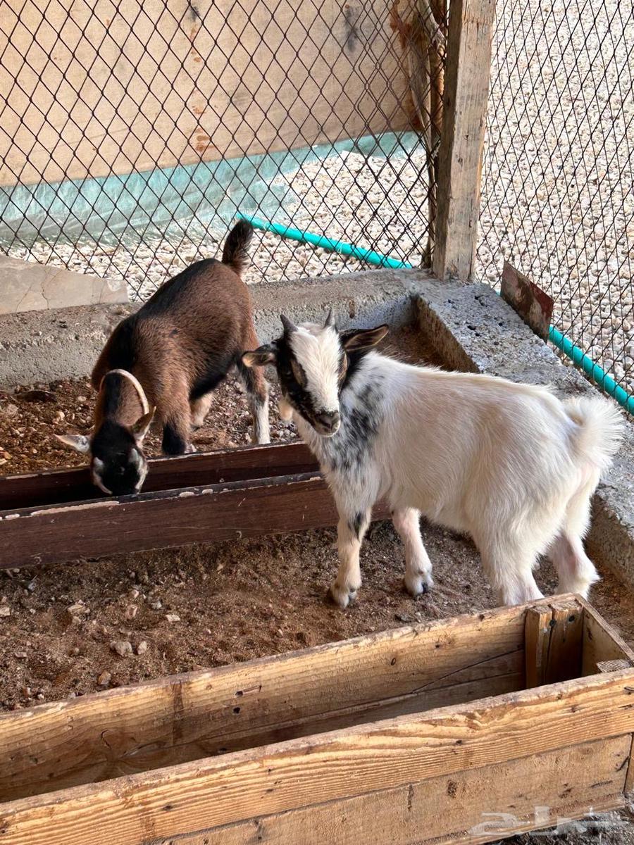 Tayos64423676616451113