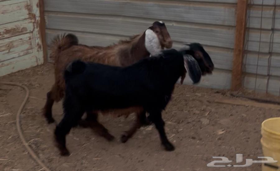 Tios64419305349250110