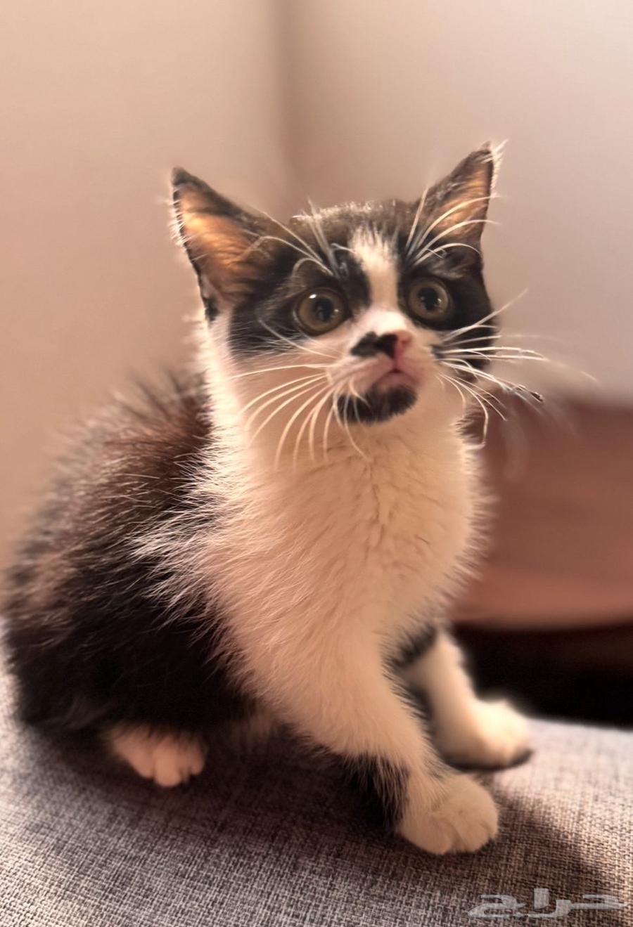 قط ذكر عمره 3 اشهر64423213884801111