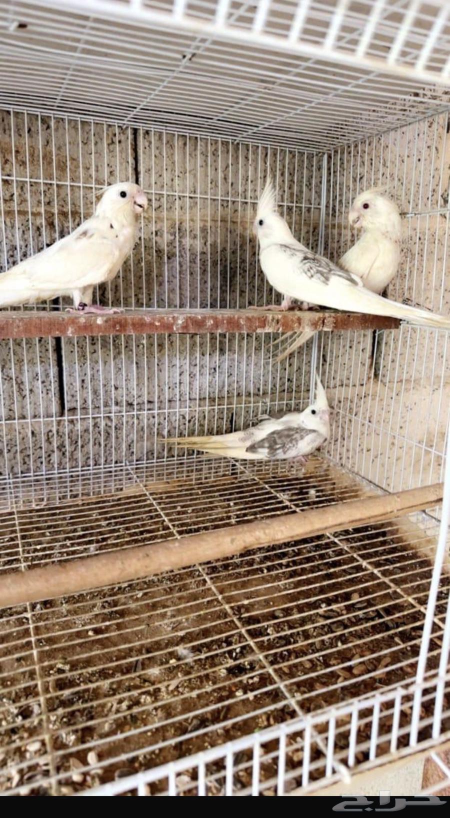 تم البيع الله يبارك64425044009858111