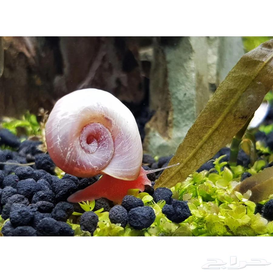 ramshorn snail حلزون رامشون وردي صغير64430927496961110