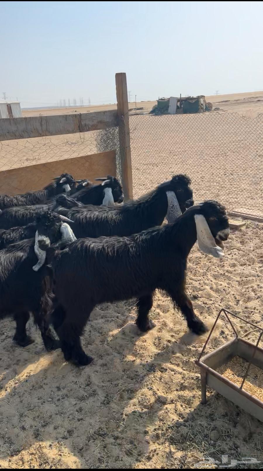 Goats for sale, good quality, young males with breeding projects, already sold64429370844931111