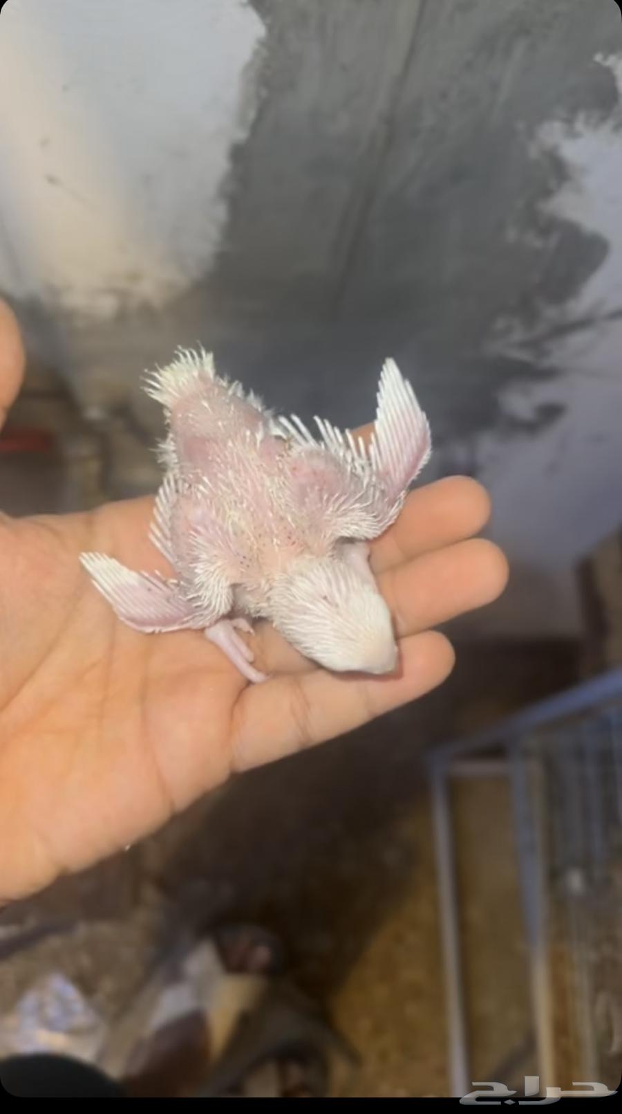 تم البيع64428684742529110