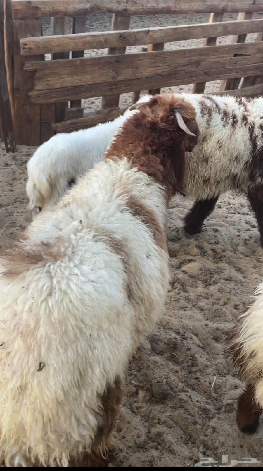 Naaimi local slaughtered meat, goats, and Harri for sale for refrigerators and occasions64427865466882114