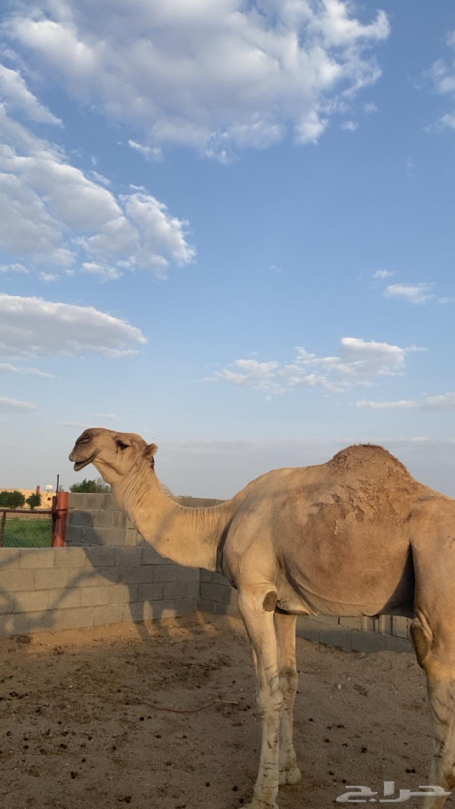 بعير للبيع64431156471681113