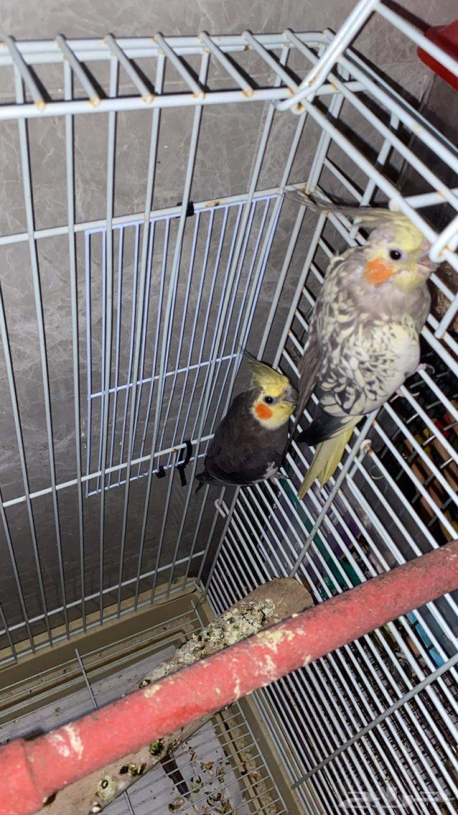 زوج كروان منتج والانثى اليفة64428080154625111