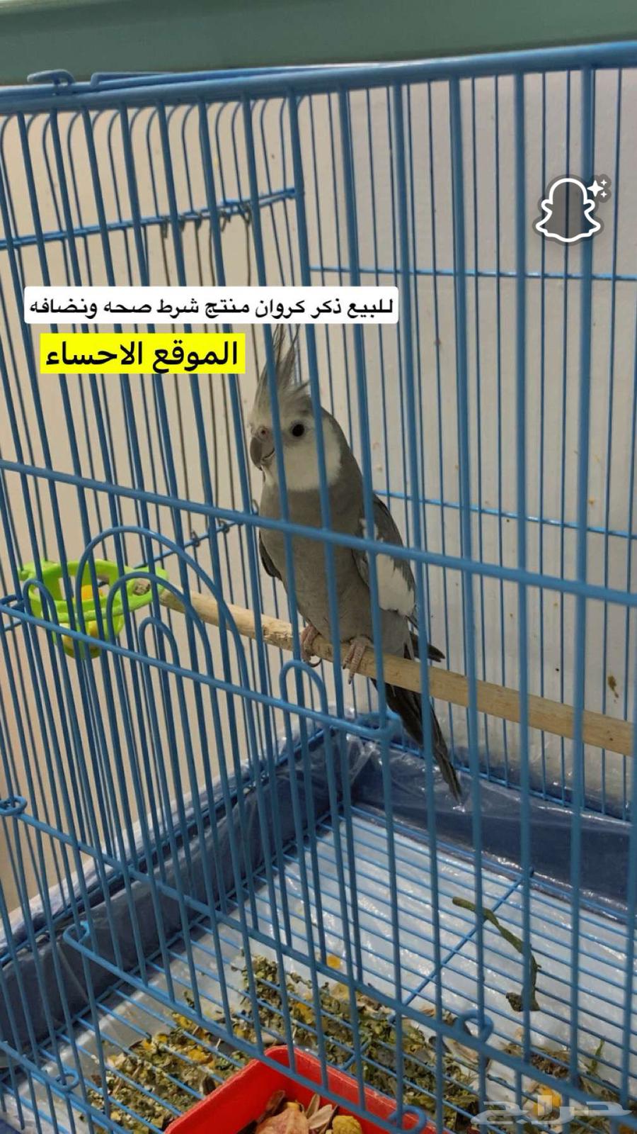 كروان هولندي ذكر64427650334467110