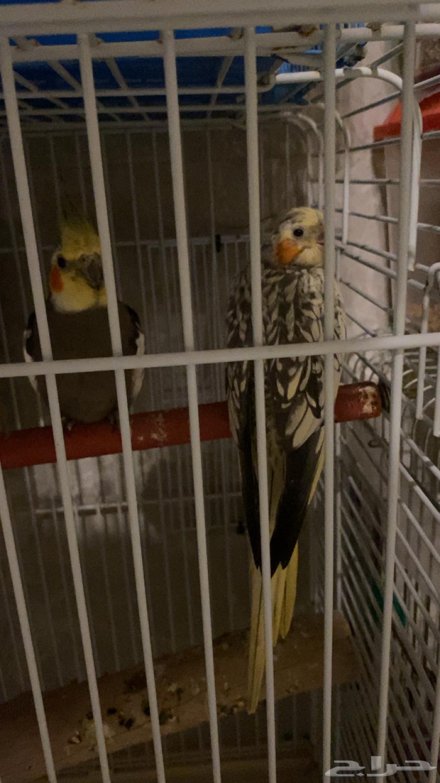 زوج كروان منتج والانثى اليفة64428080154625112