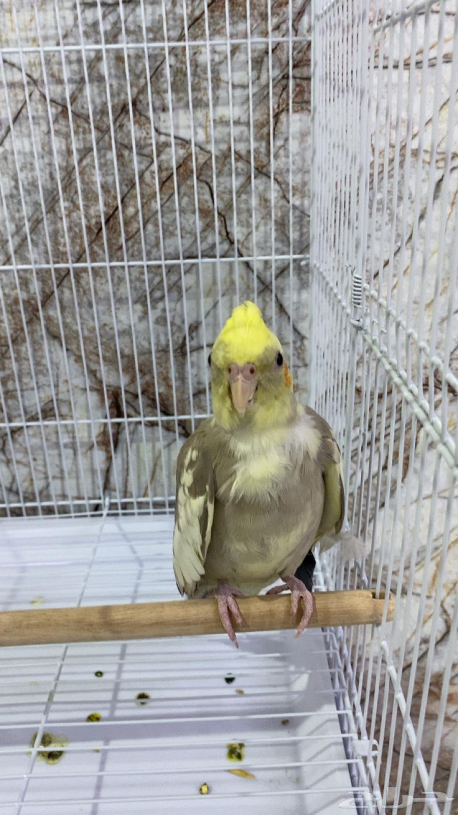 Crowned Crane (Semi-Tame)64433390818179111