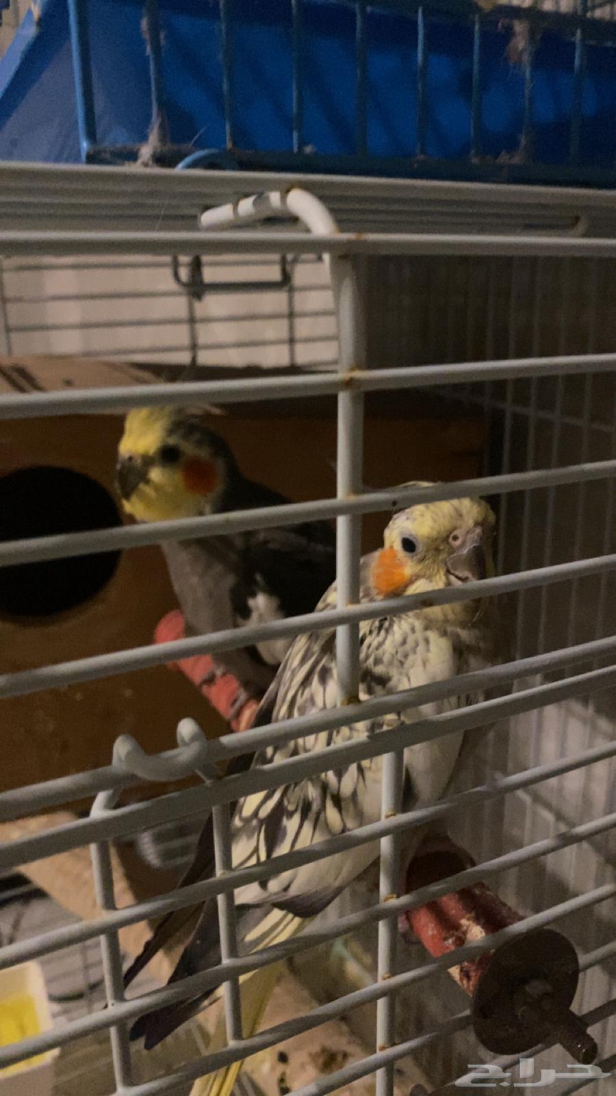 زوج كروان منتج والانثى اليفة64428080154625113